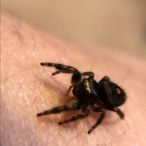 Meet your Posher, Melissa - Picture 3 of 8